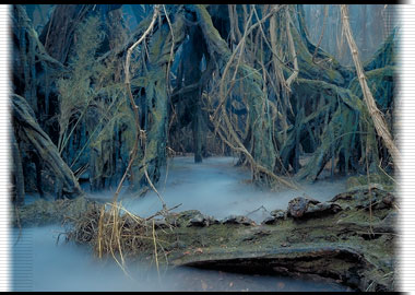 Nice ground picture of Dagobah (from StarWars.com)