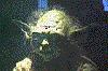Yoda under a bright light - 120x80