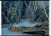 Nice ground picture of Dagobah (from StarWars.com) - 380x270